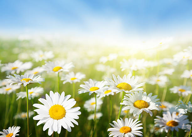istock field of daisy flowers 108810944