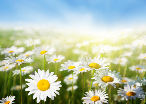 Soft focus image of daisies in the meadow.