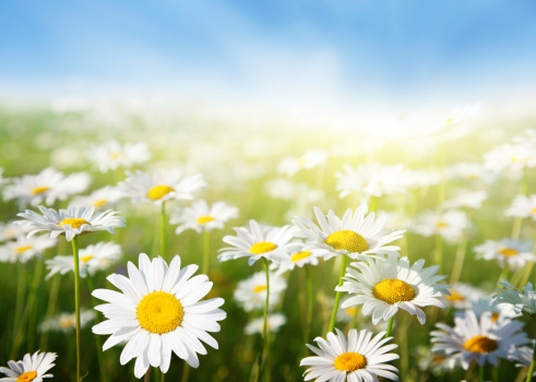 Oxeye Daisy flowers on a wildflower meadow captured in springtime. The image shows some mountains and hills in the background.