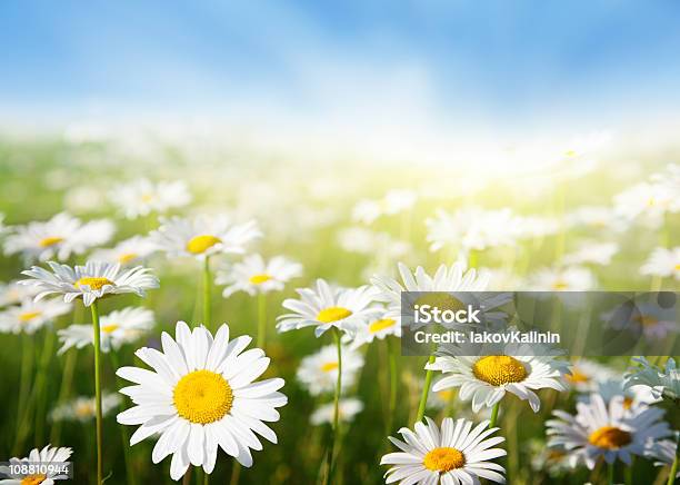 Field Of Daisy Flowers Stock Photo - Download Image Now - Daisy, Agricultural Field, Landscape - Scenery