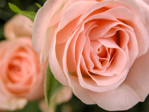 istock pink rose on green background, big petals, macro 1088110938