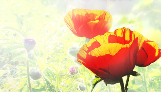 istock Garden poppies in rays of low sun 1088111008