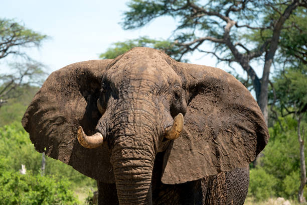 istock Close-up of an African elephant covered with mud 1088111618