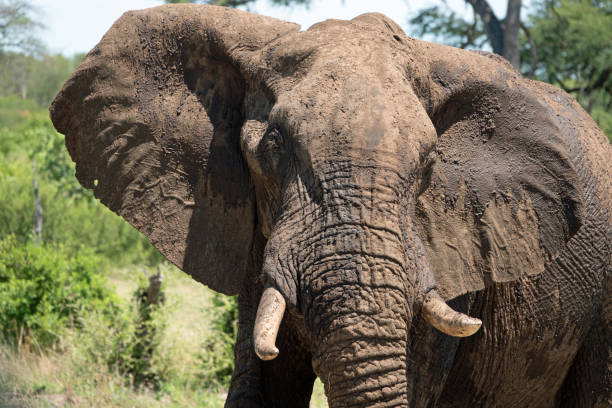 istock Close-up of an African elephant covered with mud 1088111622