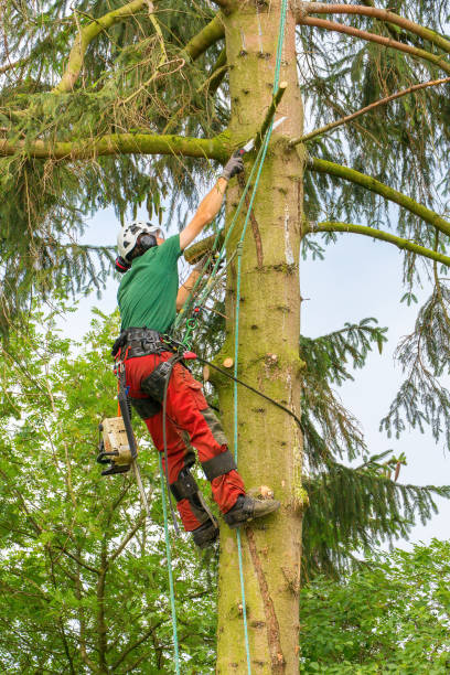 istock Dutch tree expert hangs and prunes in fir tree 1088112906
