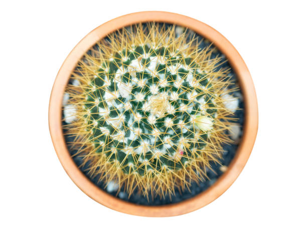 istock Mammillaria nivosa , Beautiful cactus. 1088112988
