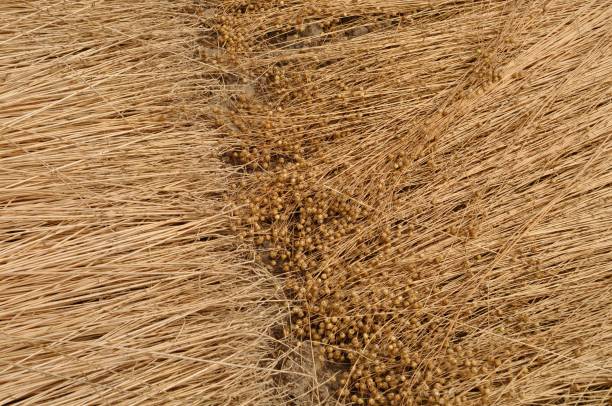istock France, linen field in Normandy 1088120428