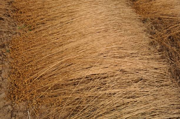 istock France, linen field in Normandy 1088122222