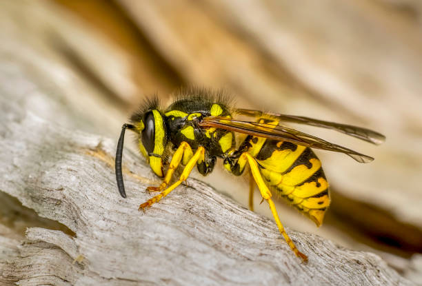 istock Bee macro in green nature 1088124224