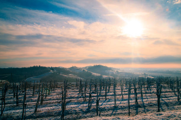 istock snowy morning in the vineyard 1088124384