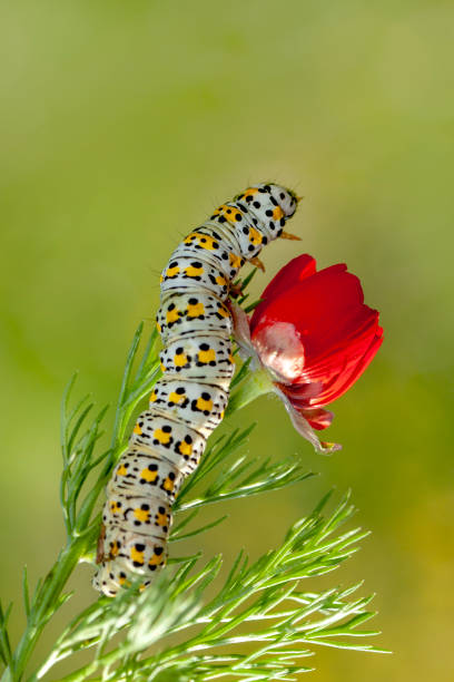istock Monarch butterfly from caterpillar 1088126088
