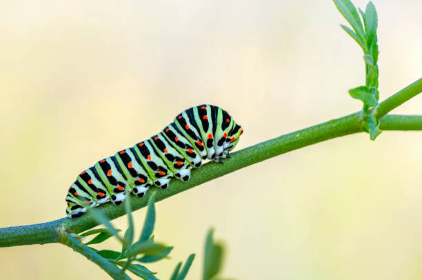 istock Monarch butterfly from caterpillar 1088127456