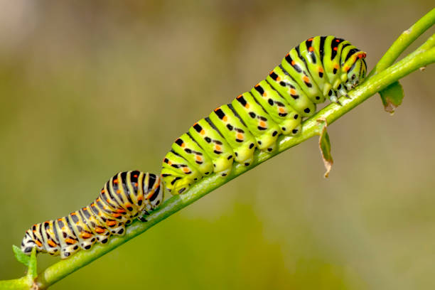 istock Monarch butterfly from caterpillar 1088127550