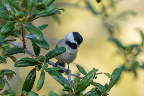 a solitary adorable carolina chickadee songbird searches for insects while perched on a live oak tree branch - photography carolina chickadee bird animals in the wild imagens e fotografias de stock