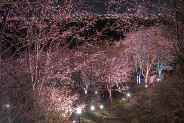 istock Cherry Blossom light up in Hokkaido, Japan 1088131432
