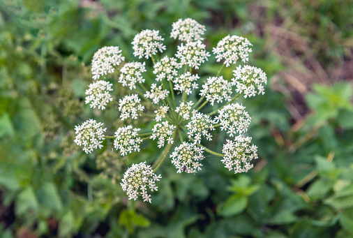 Closeup of a white flowering cow parsley or Anthriscus sylvestris plant growing in the wild nature in the Netherlands. It is summertime now.