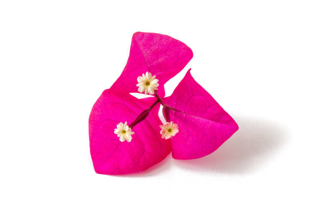 흰색 바탕에 잘라 부겐빌레아 핑크 나무 꽃 - glabra 뉴스 사진 이미지