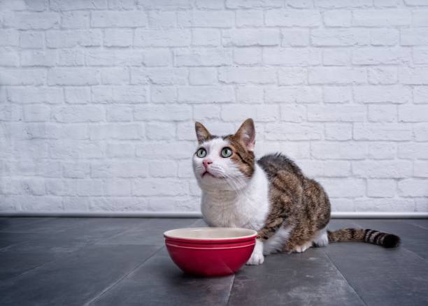 フードボウルを探して、料理を待つ側のトラ猫。 - pet food animals feeding cat food cat bowl ストックフォトと画像