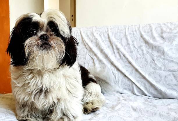 istock My dog friend 1088138182