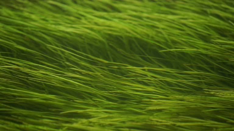 Green seagrass hover in the water. Seaweed is a common aquatic plant. Zostera marina grows in the river, lake, sea or in the ocean.