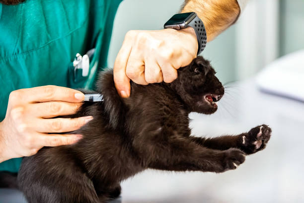 istock Scottish Fold Cat at Vet 1088139792