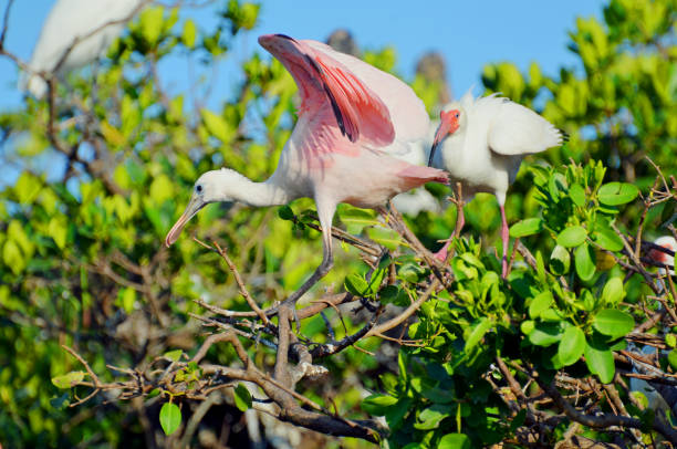 istock Roseate spoonbill with light pink body, black tiped wings spread up, curved white neck, flat peach beak walking across mangrove branches under clear blue sky with American white ibis in background. 1088139876