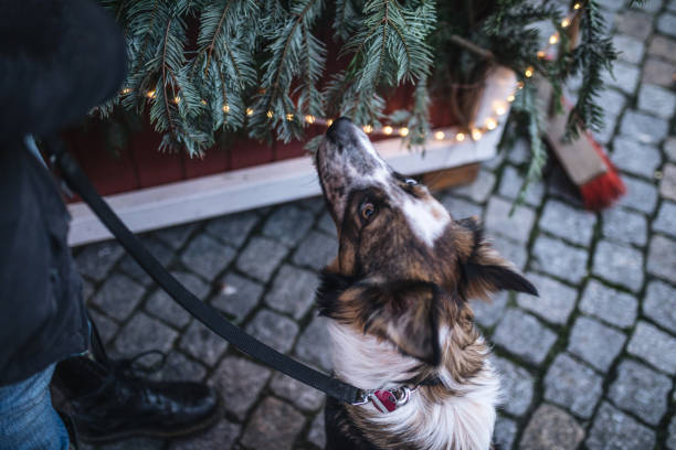 istock Dog with different colored eyes waiting for treats 1088140012