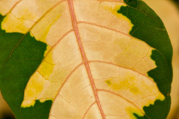 The pattern of white leaves alternating with green in nature is unique.