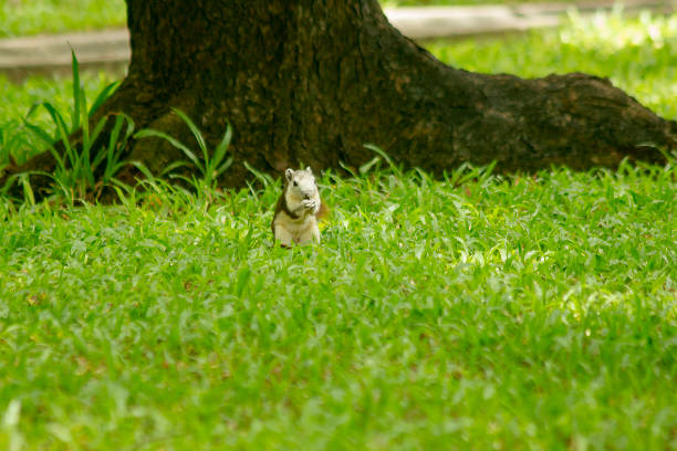 Squirrel in the garden