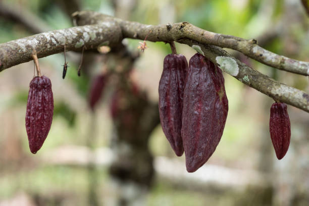 istock Clocolate Cultivating in Aceh 1088144106