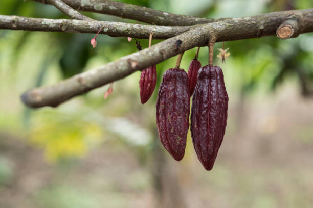 istock Clocolate Cultivating in Aceh 1088144308