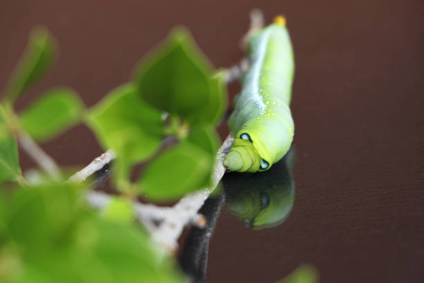 Oleander hawkmoth caterpillar  (Daphnis nerii, Sphingidae) on the branch of tree on dark reflex floor. Oleander hawkmoth caterpillar  (Daphnis nerii, Sphingidae) on the branch of tree on dark reflex floor. oleander hawk moth stock pictures, royalty-free photos & images