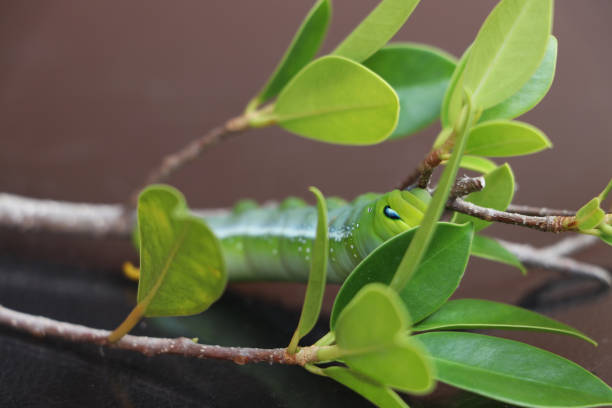 Oleander hawkmoth caterpillar  (Daphnis nerii, Sphingidae) on the branch of tree on dark reflex floor. Oleander hawkmoth caterpillar  (Daphnis nerii, Sphingidae) on the branch of tree on dark reflex floor. oleander hawk moth stock pictures, royalty-free photos & images