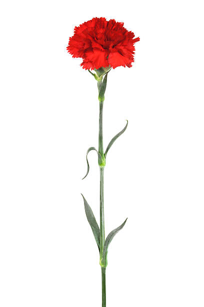 red carnation Beautiful red carnation on a white background carnation flower photos stock pictures, royalty-free photos & images