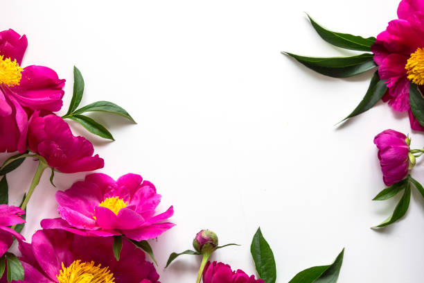 istock white background with floral peony decor. Flowers are artificial. 1088153318