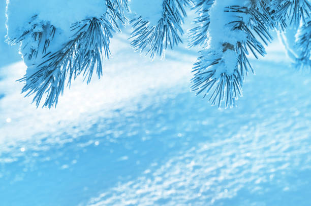 istock Background with  frozen pine branch 1088155842