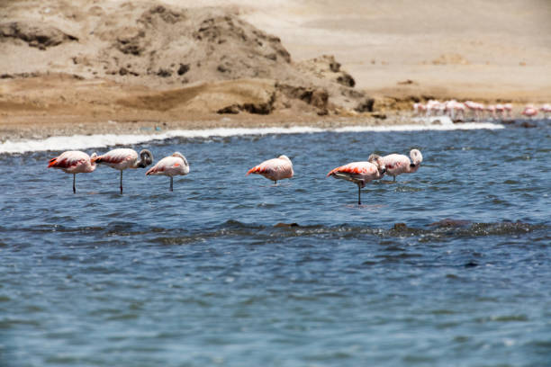 istock Flamingos  in Paracas, Peru 1088157580