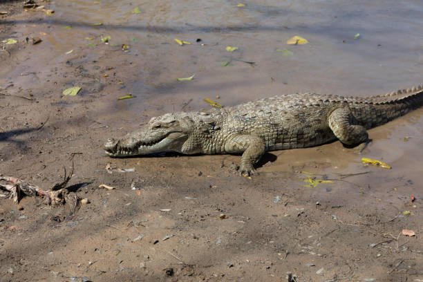 istock Sacred crocodile, Burkina Faso 1088157606
