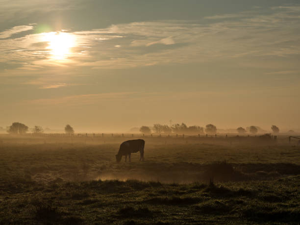 istock Cow in the early mist 1088159972