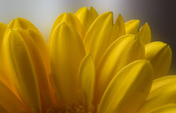 istock Yellow flowers showing stamen and petal cell structure 1088161358