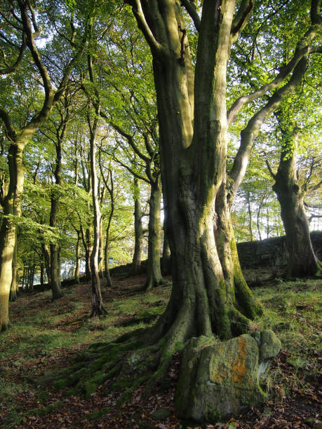 istock ancient beech trees in woodland forest on pennine hillside with rocks and moss in spring 1088165130