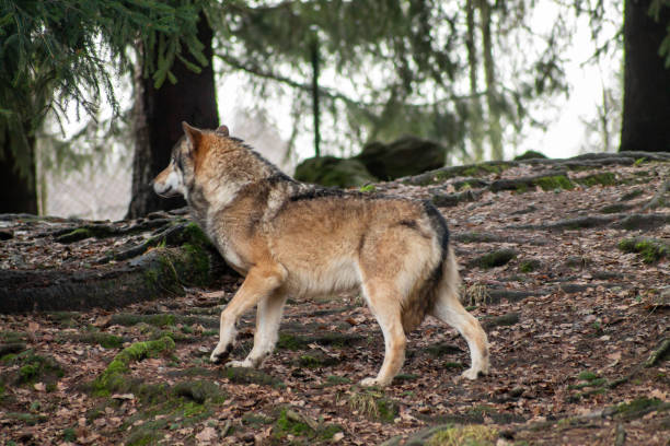 istock Wolves in the zoo in autumn or winter 1088165624