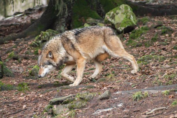 istock Wolves in the zoo in autumn or winter 1088165694
