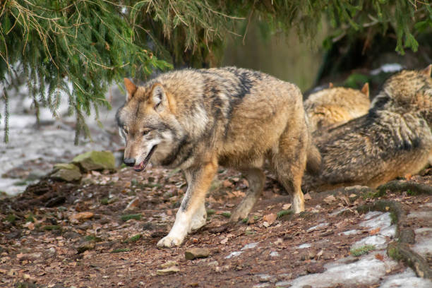 istock Wolves in the zoo in autumn or winter 1088166730