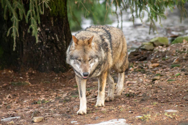 istock Wolves in the zoo in autumn or winter 1088166820