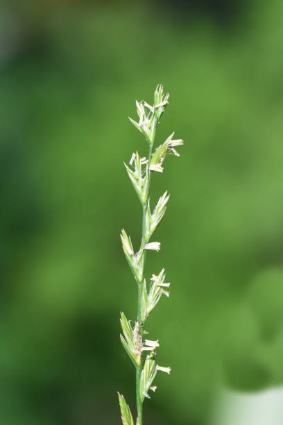 Couch grass Elymus  repens Flower spike on couch grass Elymus  repens on green background elymus stock pictures, royalty-free photos & images