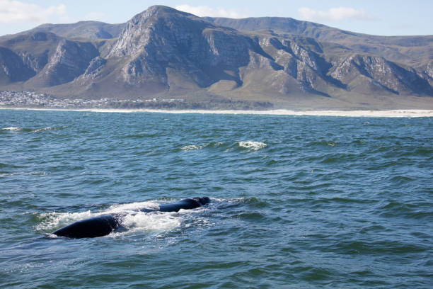 istock Whale near Hermanus, South Africa 1088167236