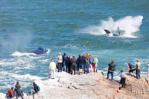 Whales jumping near Hermanus, South Africa Southern right whales jumping near Hermanus, South Africa. Image taken with canon 5Ds. hermanus western cape stock pictures, royalty-free photos & images