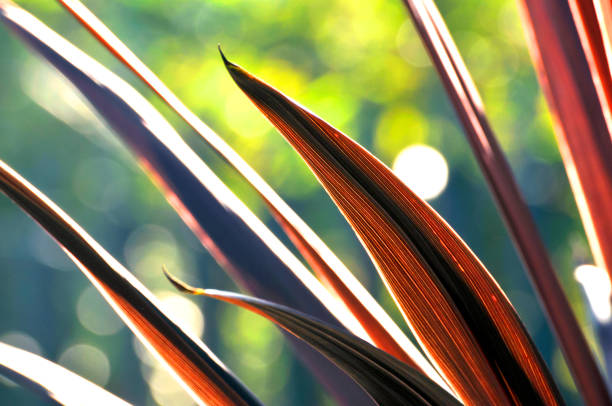 istock Vibrant golden leaves 1088171544