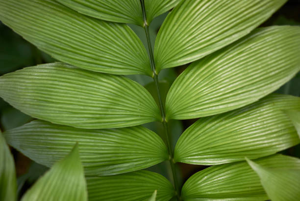 Zamia skinneri Zamia skinneri leaves close up skinneri stock pictures, royalty-free photos & images
